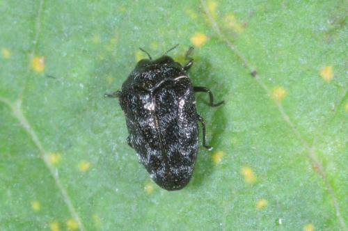 Réf. 291 597 : Trachys minutus